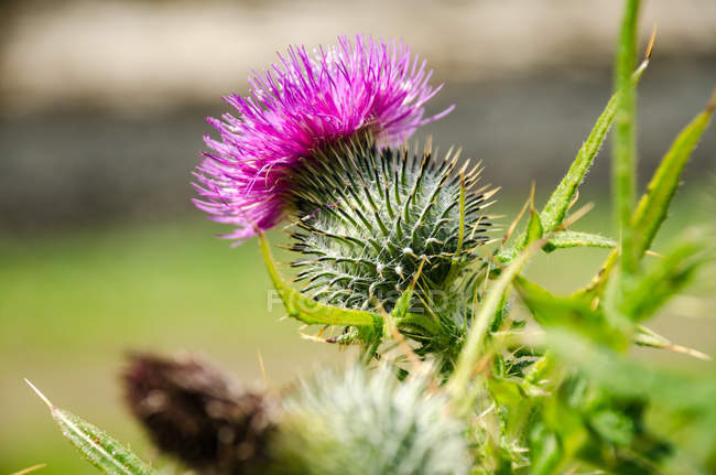 Close up of thistle flower with spines — Stock Photo