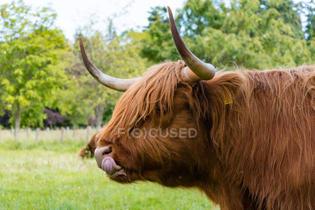 United Kingdom, Scotland, Angus, Glamis, Scottish Highland Bark, Highland Cattle or Kyloe Called at Glamis Castle — Stock Photo