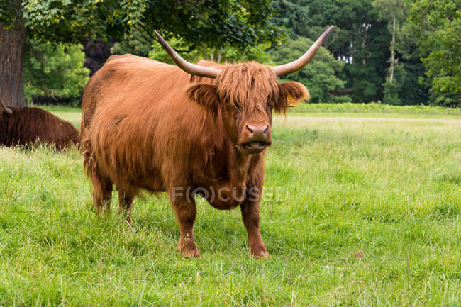 Reino Unido, Escocia, Angus, Glamis, Scottish Highland Bark, Highland Cattle o Kyloe Called at Glamis Castle - foto de stock