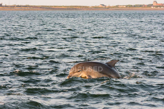 Regno Unito, Scozia, Highlands, Fort Isles, Chanonry Point, Black Isle, Bottlenose Dolphin al tramonto — Foto stock
