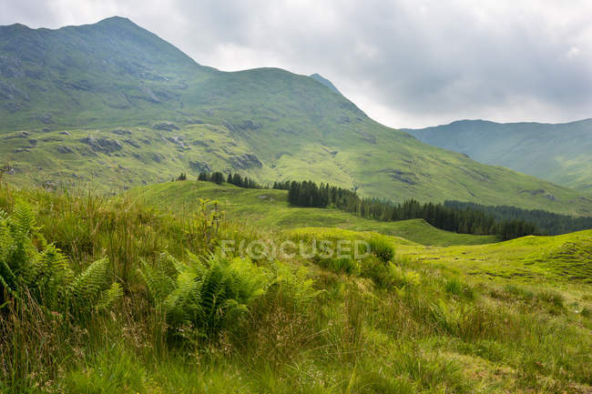 Reino Unido, Escocia, Highland, Inverness, En ruta Highland at Inverness, green mountain landscape - foto de stock
