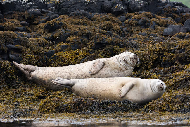 United Kingdom, Scotland, Highlands, Isle of Skye, seals on the island bay with stones overgrown by algae — Stock Photo