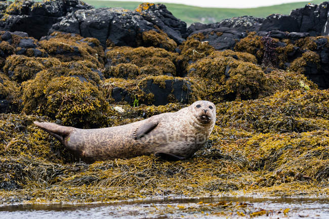 United Kingdom, Scotland, Highlands, Isle of Skye, seal on the island bay with stones overgrown by algae — Stock Photo