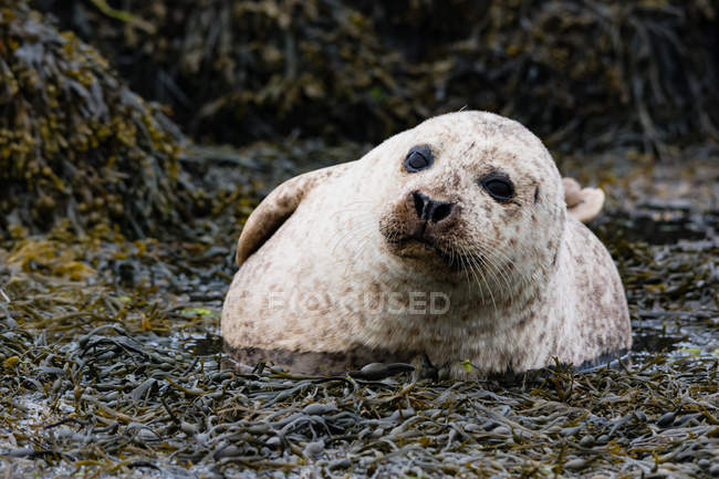 Reino Unido, Escocia, Highlands, Isla de Skye, foca en la bahía de la isla con piedras cubiertas de algas, primer plano - foto de stock