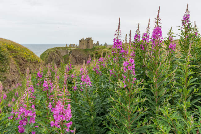 Великобритания, Шотландия, Абердиншир, Стоунхейвен, замок Данноттар руины на скале у моря, цветущие полевые цветы на переднем плане — стоковое фото