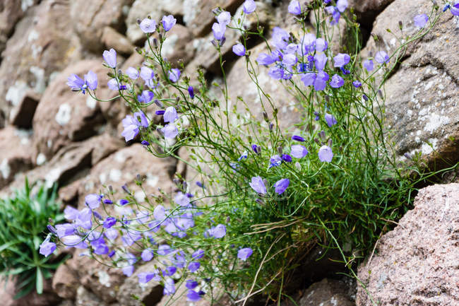 Квіти в стародавній стіні руїн замку Данноттар, Стоунгейвен, Абердиншир, Шотландія, Велика Британія. — стокове фото