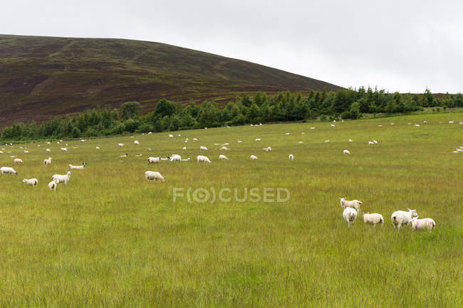 Великобритания, Шотландия, Moray, Keith, flock of sheep on pasture — стоковое фото