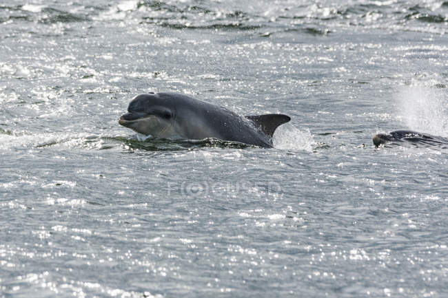 Reino Unido, Escocia, Highlands, Fort Isles, Isla Negra, Chanonry Point, Tursiops swimming, Bottlenose Dolphins in sea - foto de stock