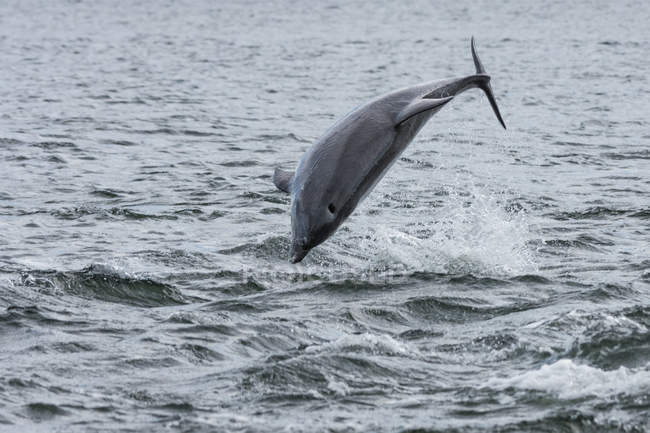 Reino Unido, Escocia, Highlands, Fort Isles, Isla Negra, Chanonry Point, Tursiops swimming, Bottlenose Dolphin jumps over sea - foto de stock