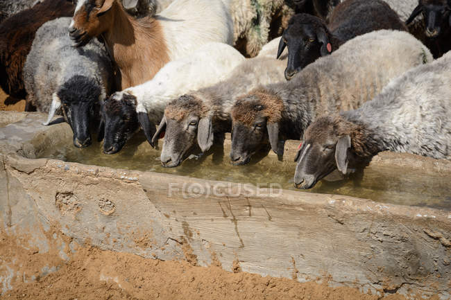 Uzbekistan, Nurota tumani, pecore nel deserto del Kizilkum — Foto stock