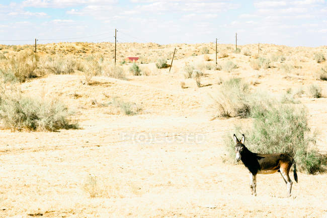 Uzbequistão, Nurota tumani, Camelsafari no deserto de Kizilkum — Fotografia de Stock