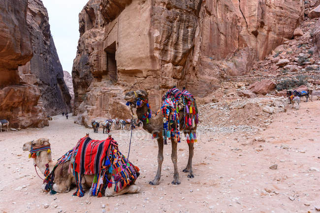 Jordan, Ma'an Gouvernement, Petra District, Two camels beautifully decorated in rocky desrt — Stock Photo