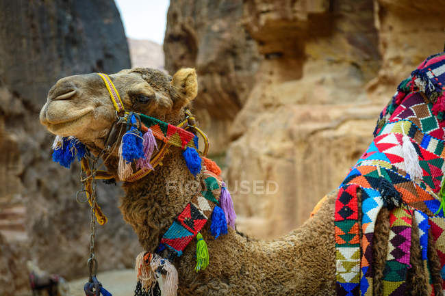 Jordania, Ma 'an Gouvernement, Distrito de Petra, bellamente decorado en el desierto rocoso - foto de stock
