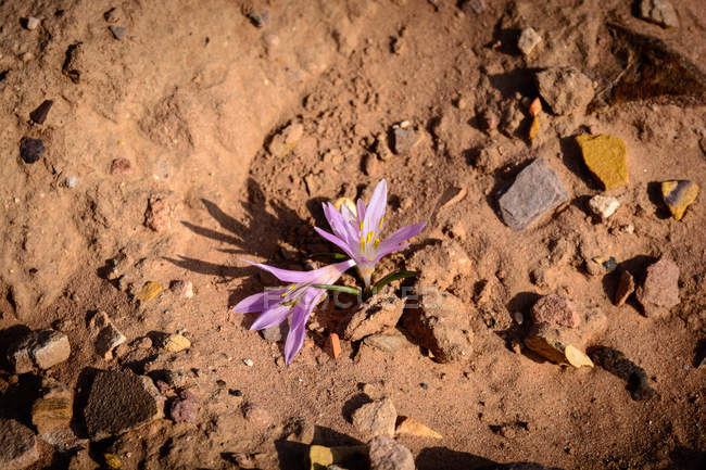 Blooming purple flowers on dusty ground — Stock Photo