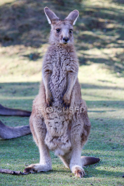 Австралия, Тасмания, Tasmanian Devil Conservation Park, Кенгуру — стоковое фото