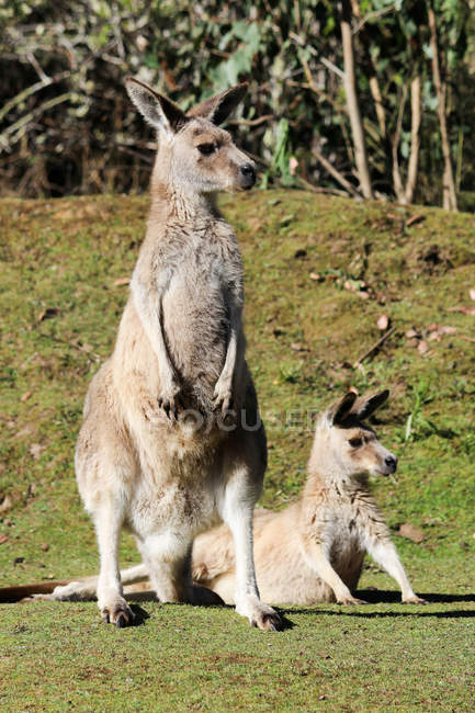 Australien, Tasmanien, Tasmanischer Teufelspark, Känguru — Stockfoto