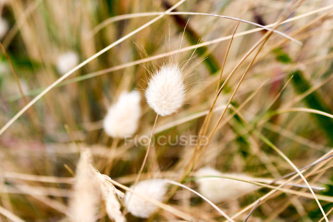 Australia, Tasmania, woolen grass — Stock Photo