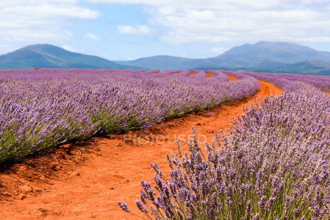 Austrália, Tasmânia, Bridestowe Lavender Estate, Lavanda campo durante o dia com caminho — Fotografia de Stock