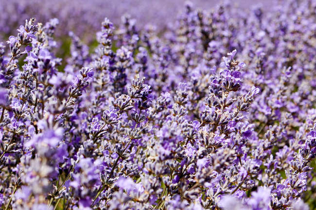 Austrália, Tasmânia, Bridestowe Lavender Estate, Lavanda — Fotografia de Stock