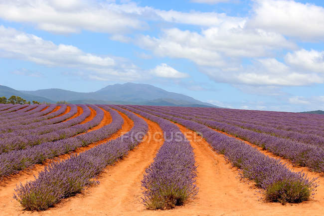 Austrália, Tasmânia, Bridestowe Lavender Estate, Lavanda — Fotografia de Stock