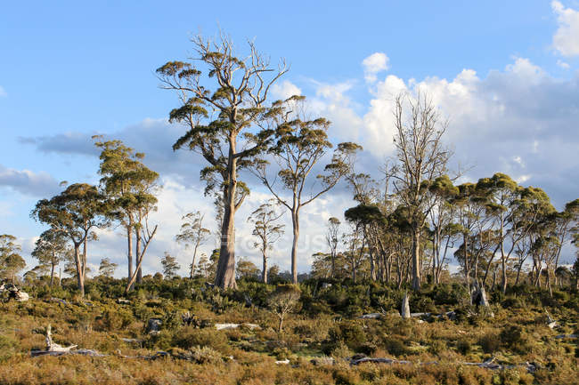 Austrália, Tasmânia, Cradle Mountain National Park, trilha em tábuas de madeira — Fotografia de Stock