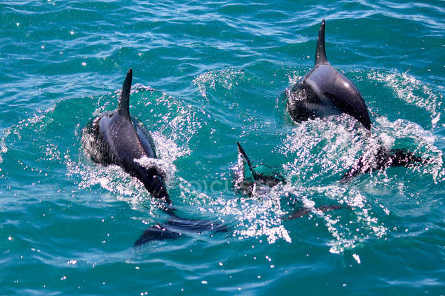 Nueva Zelanda, Isla Sur, Canterbury, Bahía Sur, Kaikoura, Delfines en agua de mar turquesa - foto de stock