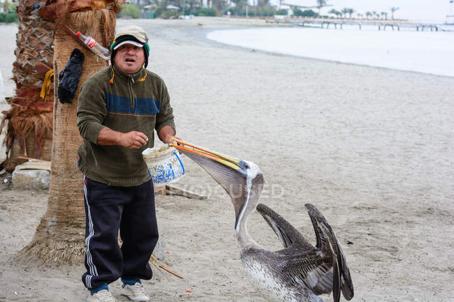 Mann füttert Pelikan am Strand, pisco, ica, peru — Stockfoto