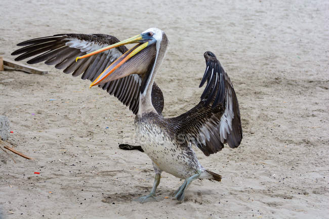 Secagem pelicana espalhou asas molhadas em terreno fértil no parque nacional de Islas Ballestas, Pisco, Ica, Peru — Fotografia de Stock