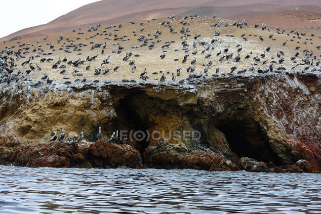 Zona de cría de innumerables aves marinas en el parque nacional de Islas Ballestas, Pisco, Ica, Perú - foto de stock
