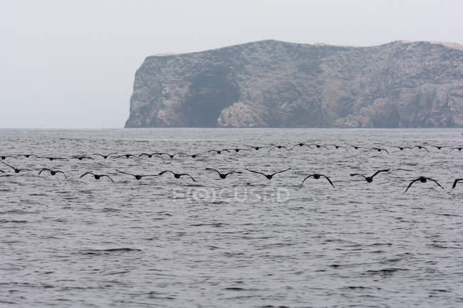 Perú, Ica, Pisco, Las Islas Ballestas, bandada de aves volando sobre el mar, paisaje marino con clima malhumorado - foto de stock