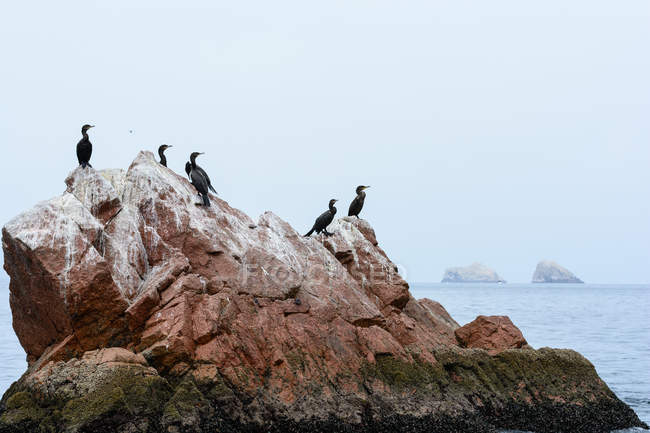 Aire de reproduction pour les cormorans dans le parc national d'Islas Ballestas, Pisco, Ica, Pérou — Photo de stock