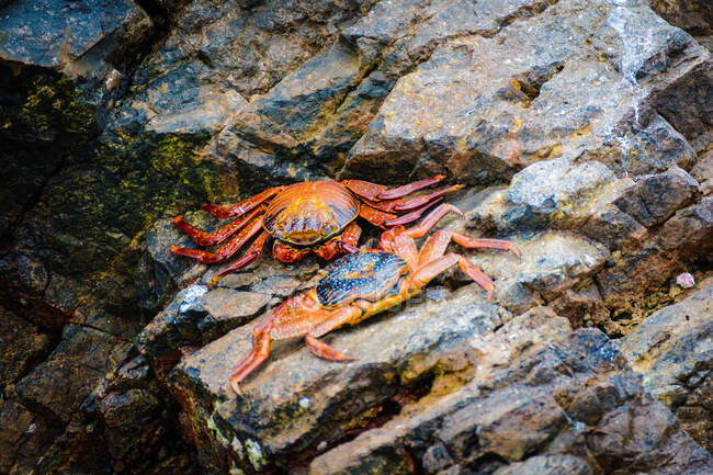 Gros plan des crabes sur les rochers d'Islas Ballestas, Ica, Pérou — Photo de stock