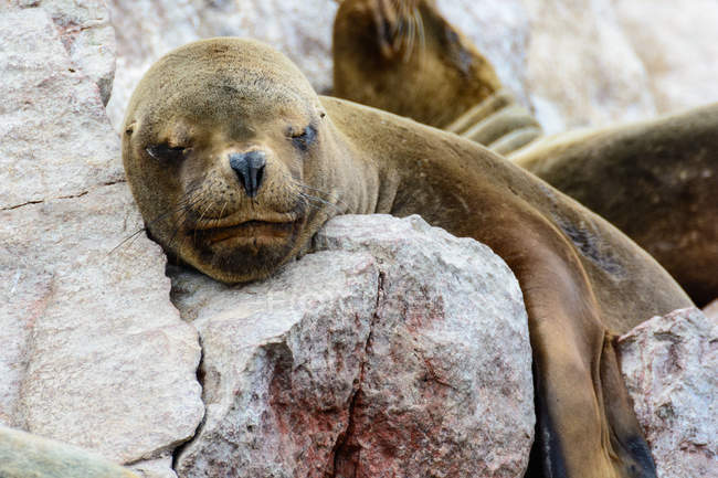 Peru, Ica, Pisco, The Islas Ballestas, seal on rocks by coast — Stock Photo