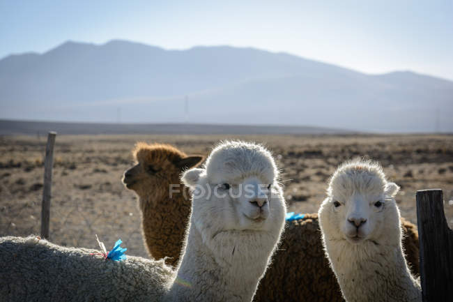 Перу, Арекипа, Ашуа, Альпакас крупным планом намордников, горы на заднем плане — стоковое фото