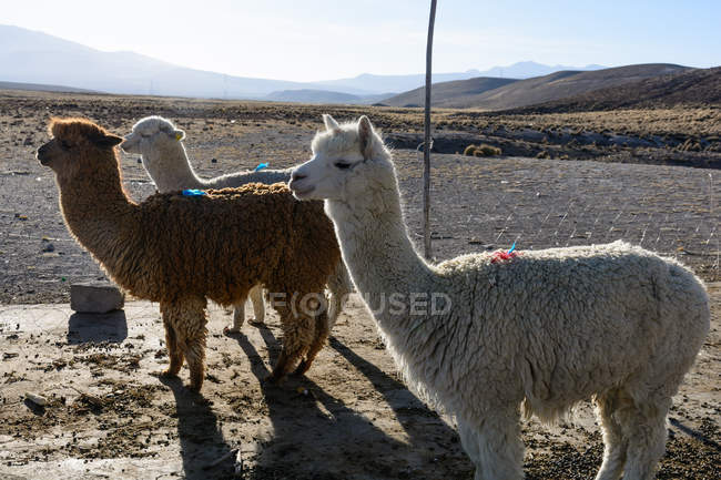 Перу, Арекипа, Ашуа, Альпакас на ферме, вид на горы на заднем плане — стоковое фото