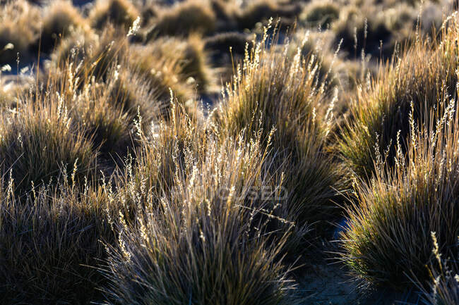 Hierba lisa en el valle árido bajo la luz del sol con sombra - foto de stock