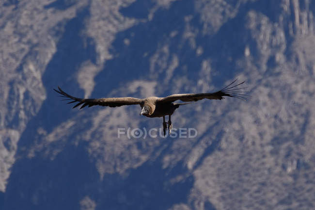 Peru, Arequipa, Caylloma, bird in flight in Colca Canyon — Stock Photo