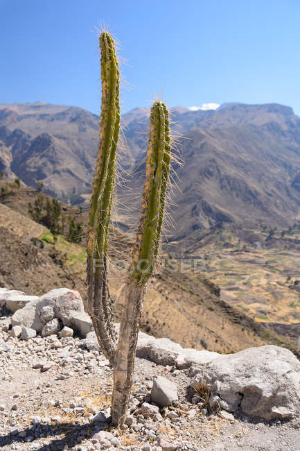 Peru, Arequipa, Caylloma, Colca Canyon — Stock Photo