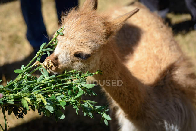 Perú, Puno, Pequeño camello comiendo hojas verdes, primer plano - foto de stock