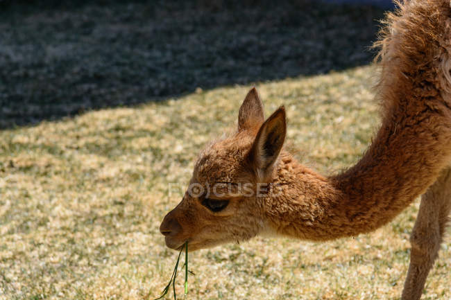 Peru, Puno, close-up de focinho de alpaca — Fotografia de Stock