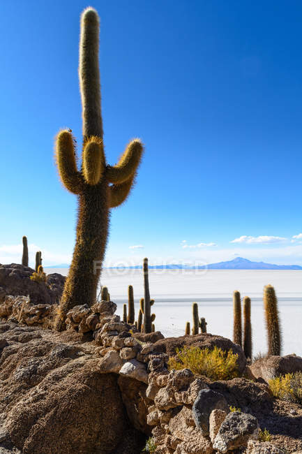 Cacti on island at salt lake, Isla Incahuasi, Uyuni, Department De Potos, Bolivia, — Stock Photo