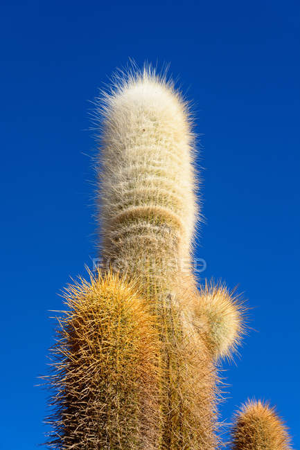 Bolivie, Departamento de Potosi, Uyuni, Isla Incahuasi. Gros plan des cactus sur l'île en sel — Photo de stock