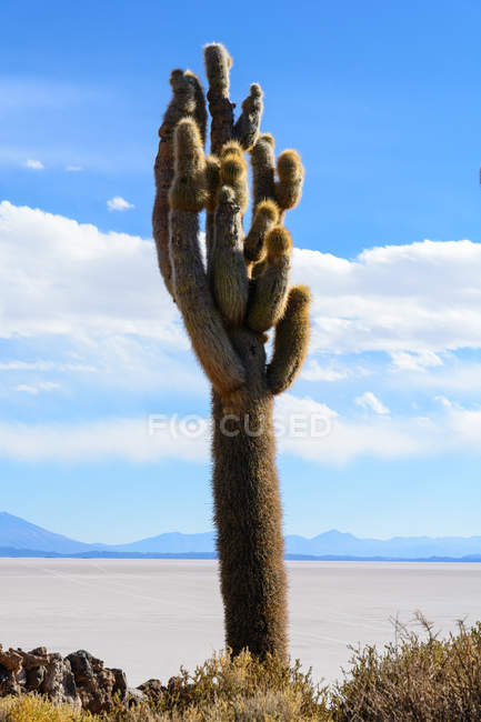 Cacti on island at salt lake, Isla Incahuasi, Uyuni, Department De Potos, Bolivia, — Stock Photo