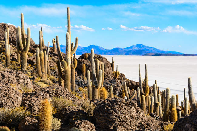 Cactus en isla en lago salado, Isla Incahuasi, Uyuni, Departamento De Potos, Bolivia , - foto de stock
