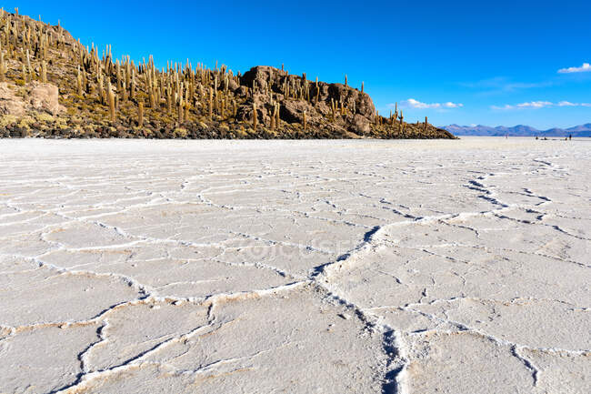 Bolivia, Dipartimento di Potos, Uyuni, Isla Incahuasi. I cactus dell'isola in sale hanno un'età fino a 1000 anni — Foto stock