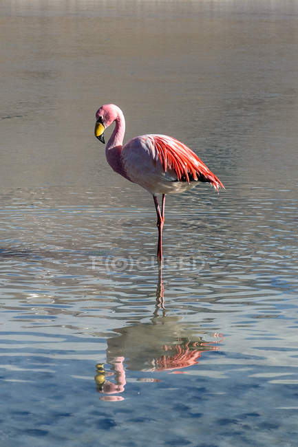 Bolivien, Laguna Canapa, Flamingo, der sich auf der Wasseroberfläche spiegelt — Stockfoto