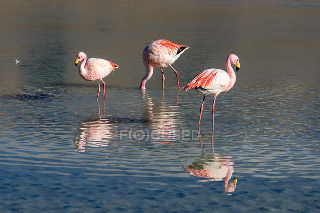 Bolivia, Pájaros flamencos en Laguna Canapa - foto de stock