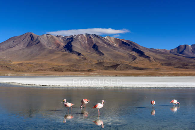 Bolivia, Laguna Canapa, pintoresco paisaje montañoso con junto al lago con flamencos - foto de stock