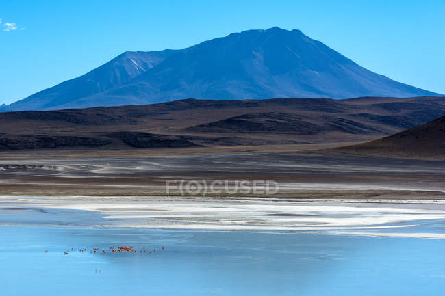 Bolívia, Laguna Hedionda paisagem cênica com montanha no fundo e flamingos — Fotografia de Stock