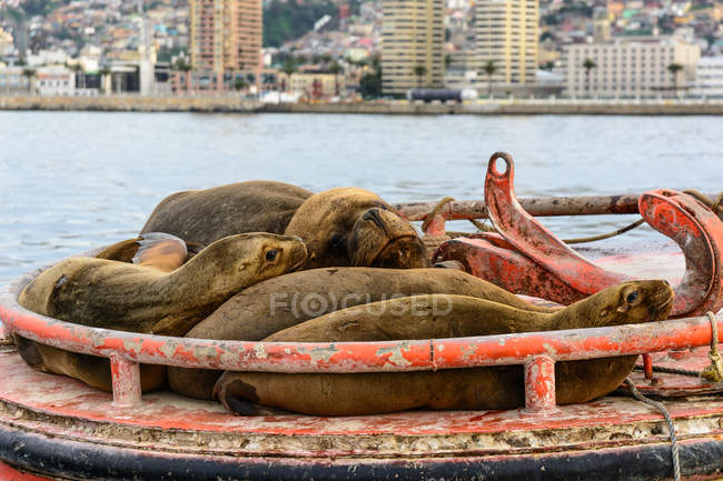 Chili, Région de Valparaiso, Valparaiso, phoques dans le port de ville — Photo de stock